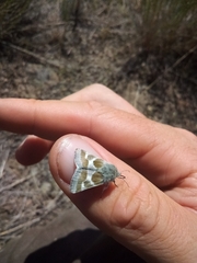 Schinia suetus martini