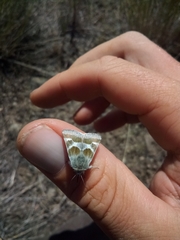 Schinia suetus martini