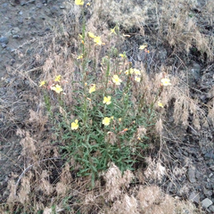 Oenothera elata hirsutissima