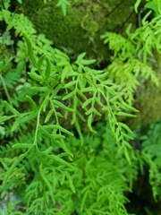 Cryptogramma stelleri
