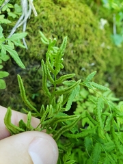 Cryptogramma stelleri