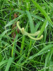 Dactyloctenium aegyptium