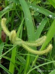 Dactyloctenium aegyptium