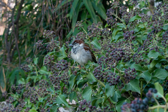 Passer domesticus