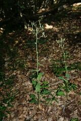 Lactuca hispida