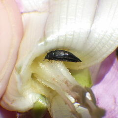 Conotelus obscurus