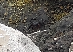 Pachygrapsus crassipes