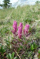 Castilleja raupii
