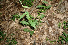 Lactuca hispida