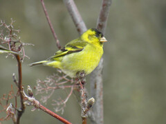 Spinus barbatus
