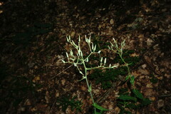 Lactuca hispida