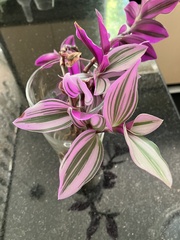 Tradescantia zebrina zebrina