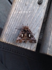 Autographa corusca