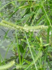 Dactyloctenium aegyptium