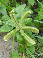 Dactyloctenium aegyptium