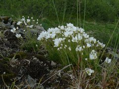 Cherleria arctica