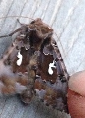 Autographa corusca