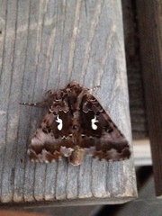 Autographa corusca