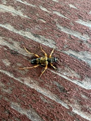 Etorofus obliteratus