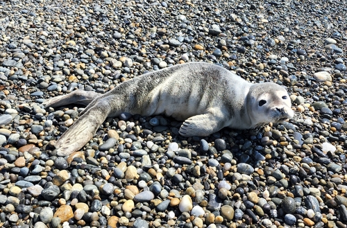 Atlantic Harbor Seal photographed in New Hampshire