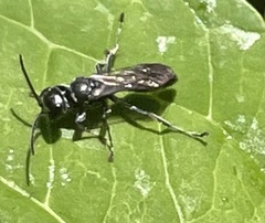 Lyroda