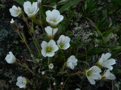 Cherleria arctica