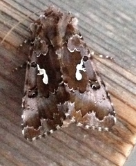 Autographa corusca