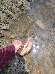 Lutjanus cyanopterus