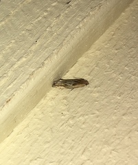 Eucosma radiatana