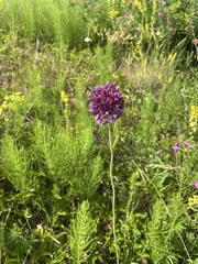 Allium rotundum