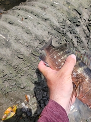 Lutjanus cyanopterus