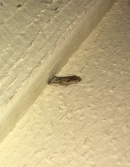 Eucosma radiatana