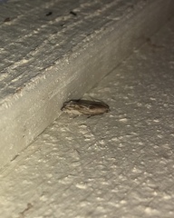 Eucosma radiatana
