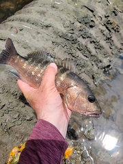 Lutjanus cyanopterus