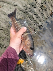 Lutjanus cyanopterus