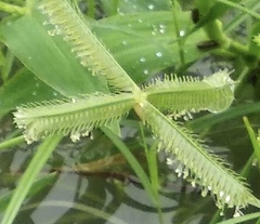 Dactyloctenium aegyptium