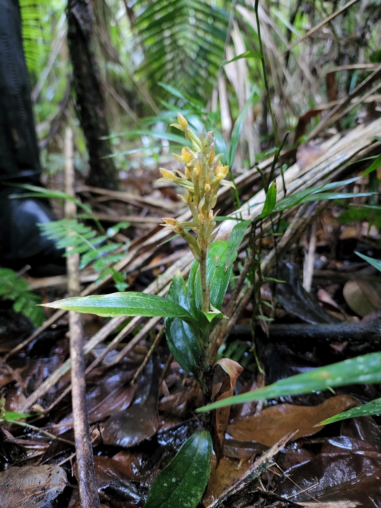 Microchilus commelinoides