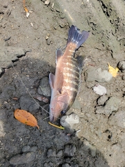 Lutjanus cyanopterus