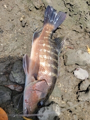 Lutjanus cyanopterus