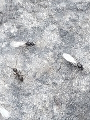 Lasius grandis