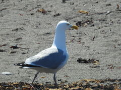 Larus argentatus smithsonianus