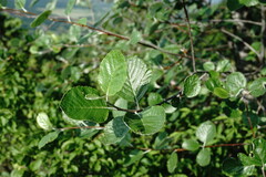 Aria umbellata