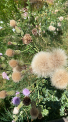 Cirsium arvense