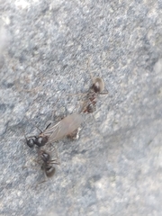 Lasius grandis