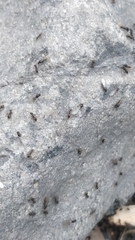 Lasius grandis