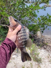 Lutjanus cyanopterus