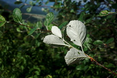 Aria umbellata