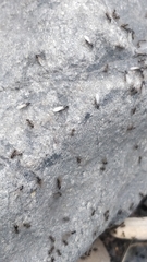 Lasius grandis