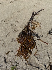 Laminaria hyperborea