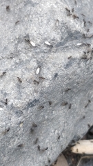 Lasius grandis